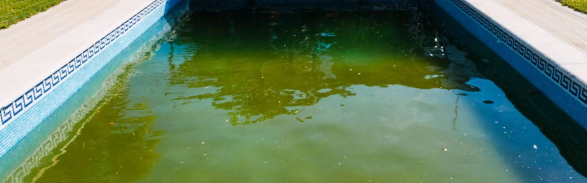 Why is algae removal essential for swimming pools?